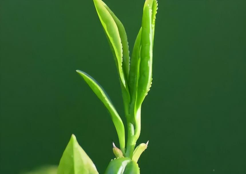 冲泡绿茶的3种“投茶”方式，学会后，你泡的茶好喝不止一点点